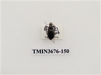 藏品(步行蟲(2))的圖片